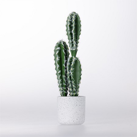 Everlasting Finger Cactus 37cm