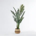 Everlasting Sita Palm Tree 150cm