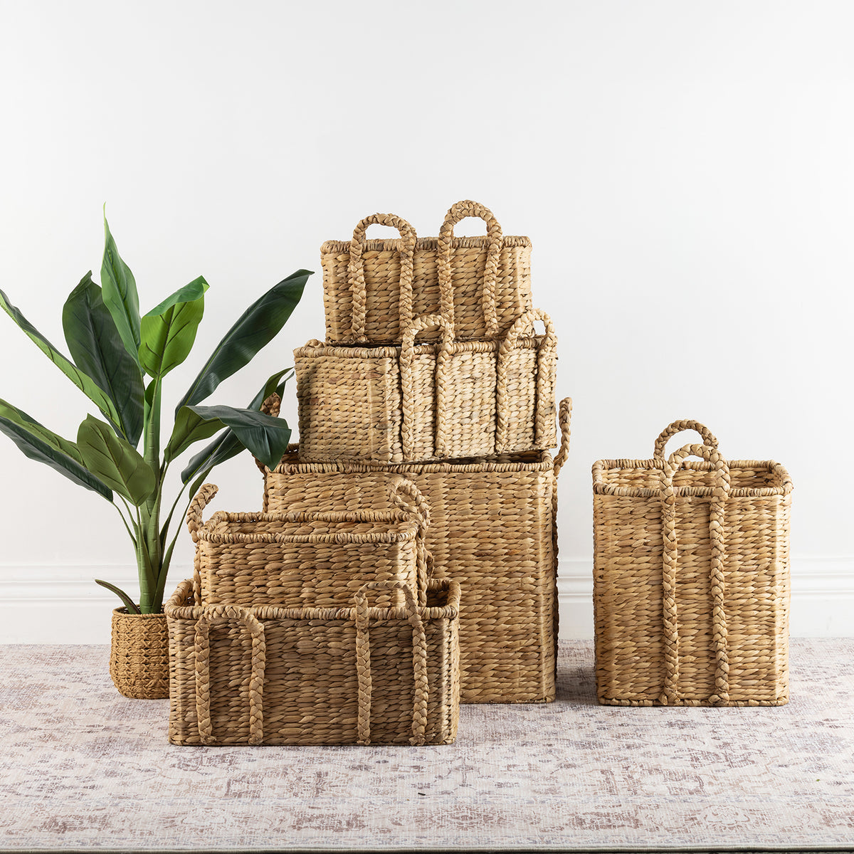 Assorted natural woven baskets with braided handles displayed with a green indoor plant on a patterned rug.