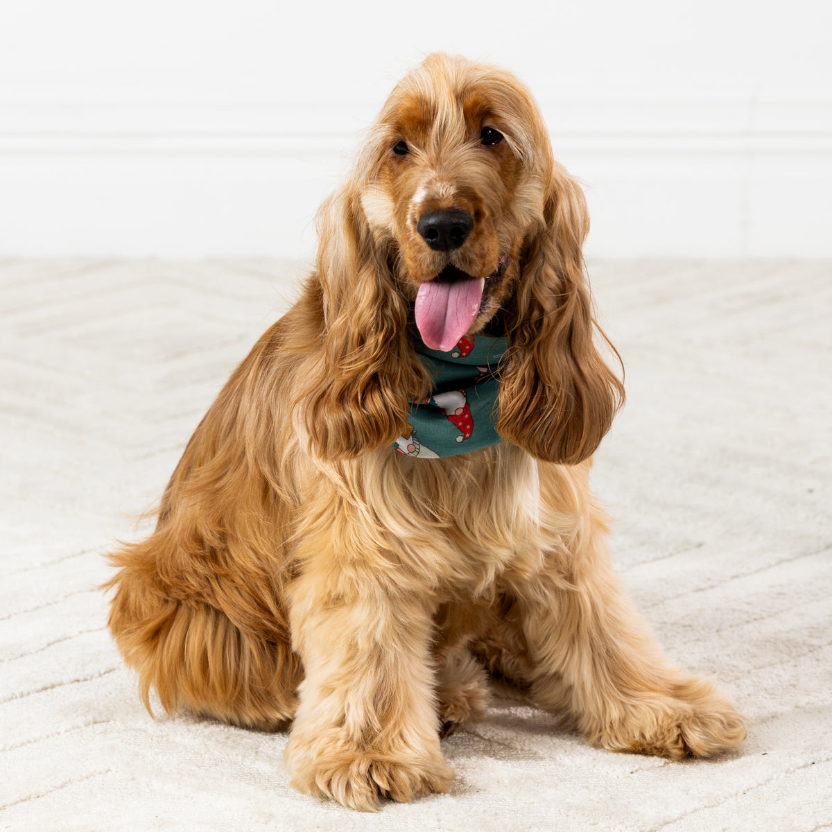 Golden long-haired dog sitting on a light rug wearing the Christmas Wishes Christmas Gnome Dog Bandana in jade.