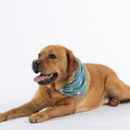 Brown dog lying down against a white background wearing the jade Christmas Gnome Dog Bandana with an all-over festive gnome print.