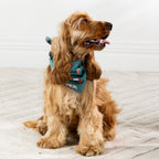 Golden long-haired dog sitting on a light rug in side view, wearing the Christmas Wishes Christmas Gnome Dog Bandana in jade.