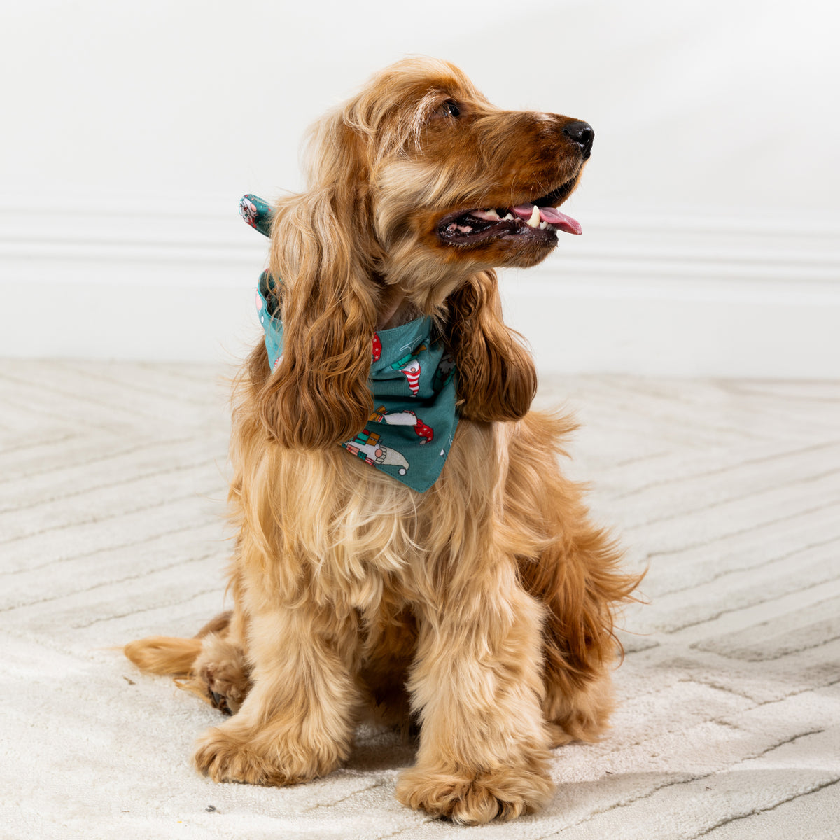 Golden long-haired dog sitting on a light rug in side view, wearing the Christmas Wishes Christmas Gnome Dog Bandana in jade.