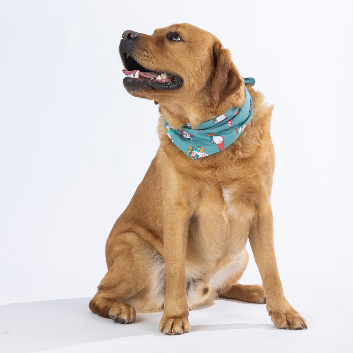 Brown dog sitting against a white background wearing the Christmas Wishes Christmas Gnome Dog Bandana in jade, showing the triangular bandana shape and festive print.