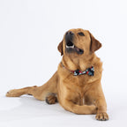 Golden Labrador wearing the black Christmas Wishes Pōhutukawa festive dog bow tie on a white studio background.