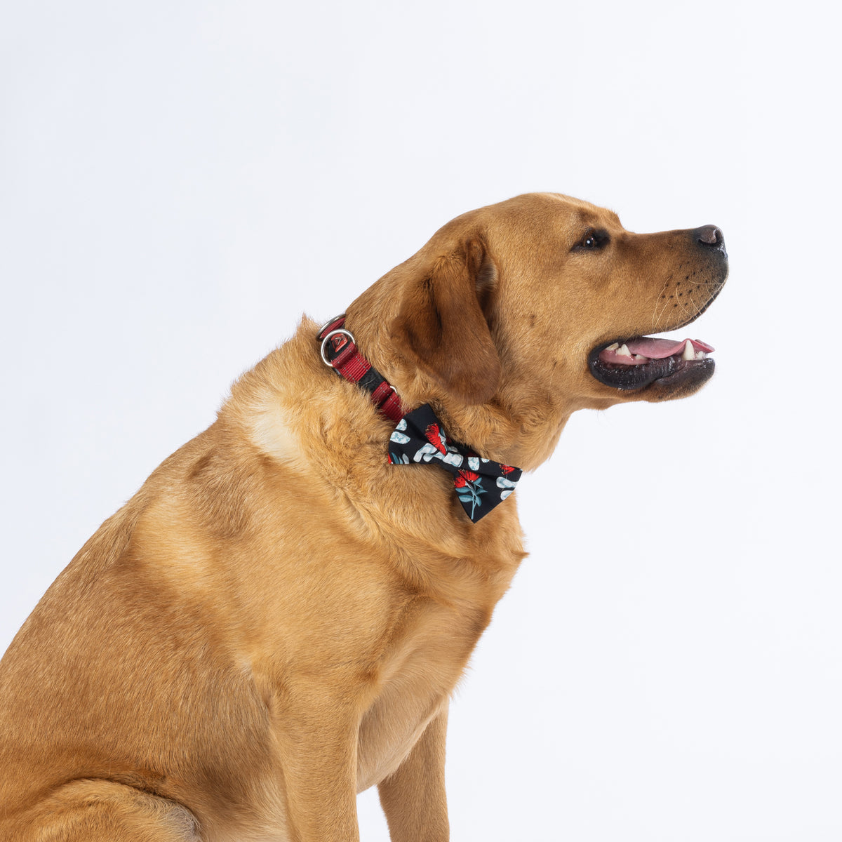 Side view of a Golden Labrador wearing the black Christmas Wishes Pōhutukawa festive dog bow tie attached to a red collar.