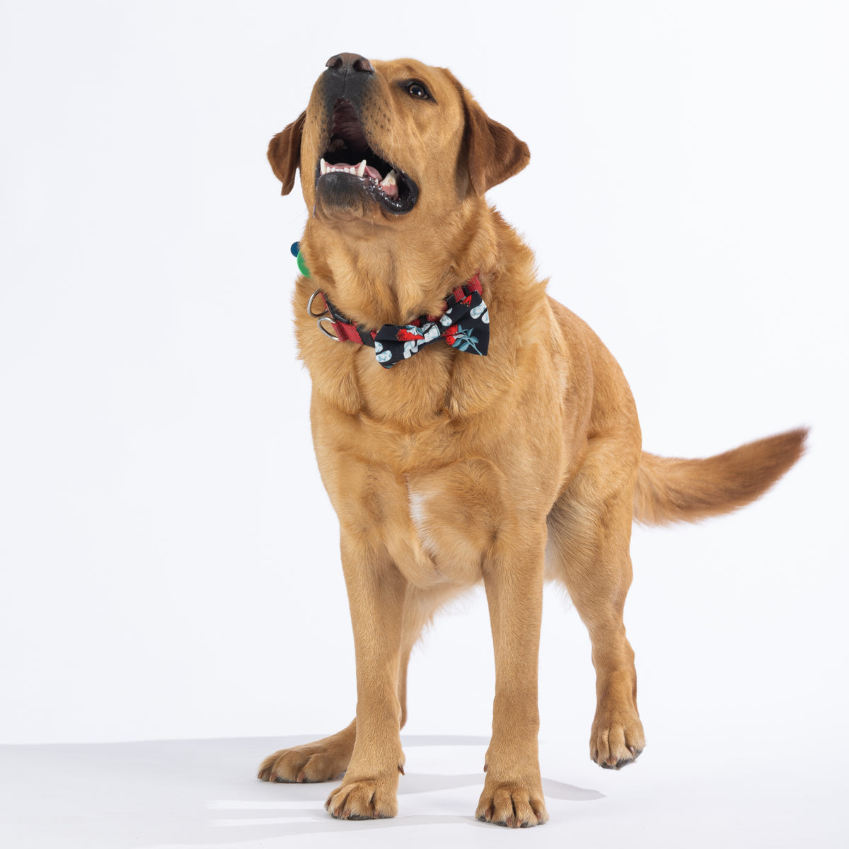 Golden Labrador standing and wearing the black Christmas Wishes Pōhutukawa festive dog bow tie on a white studio background.
