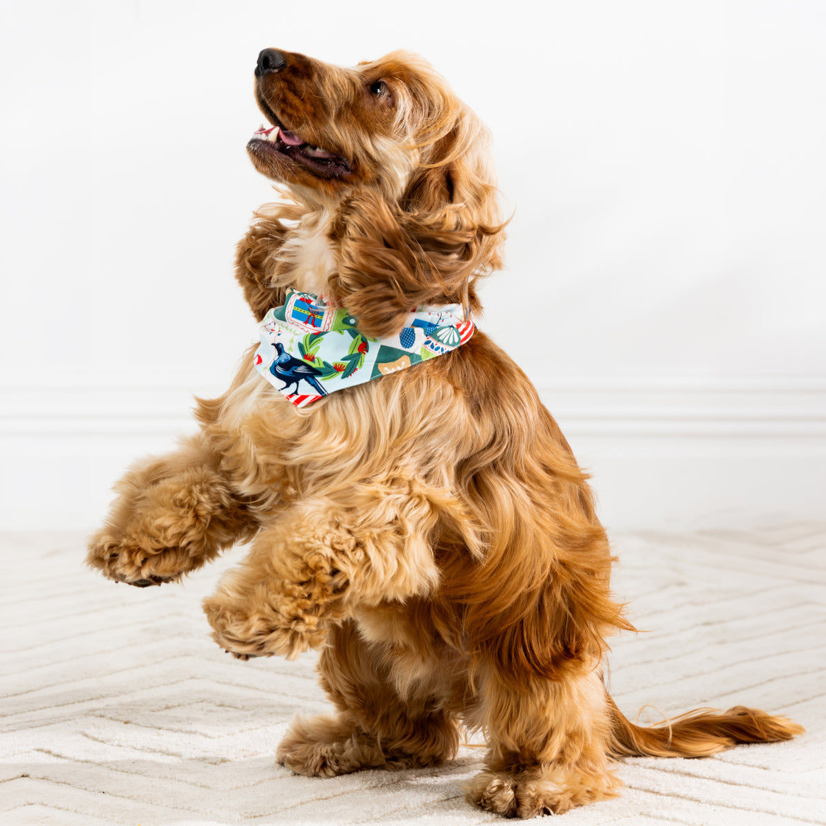 Golden long-haired dog sitting upright wearing the white Christmas Wishes Xmas Tui Dog Bandana.