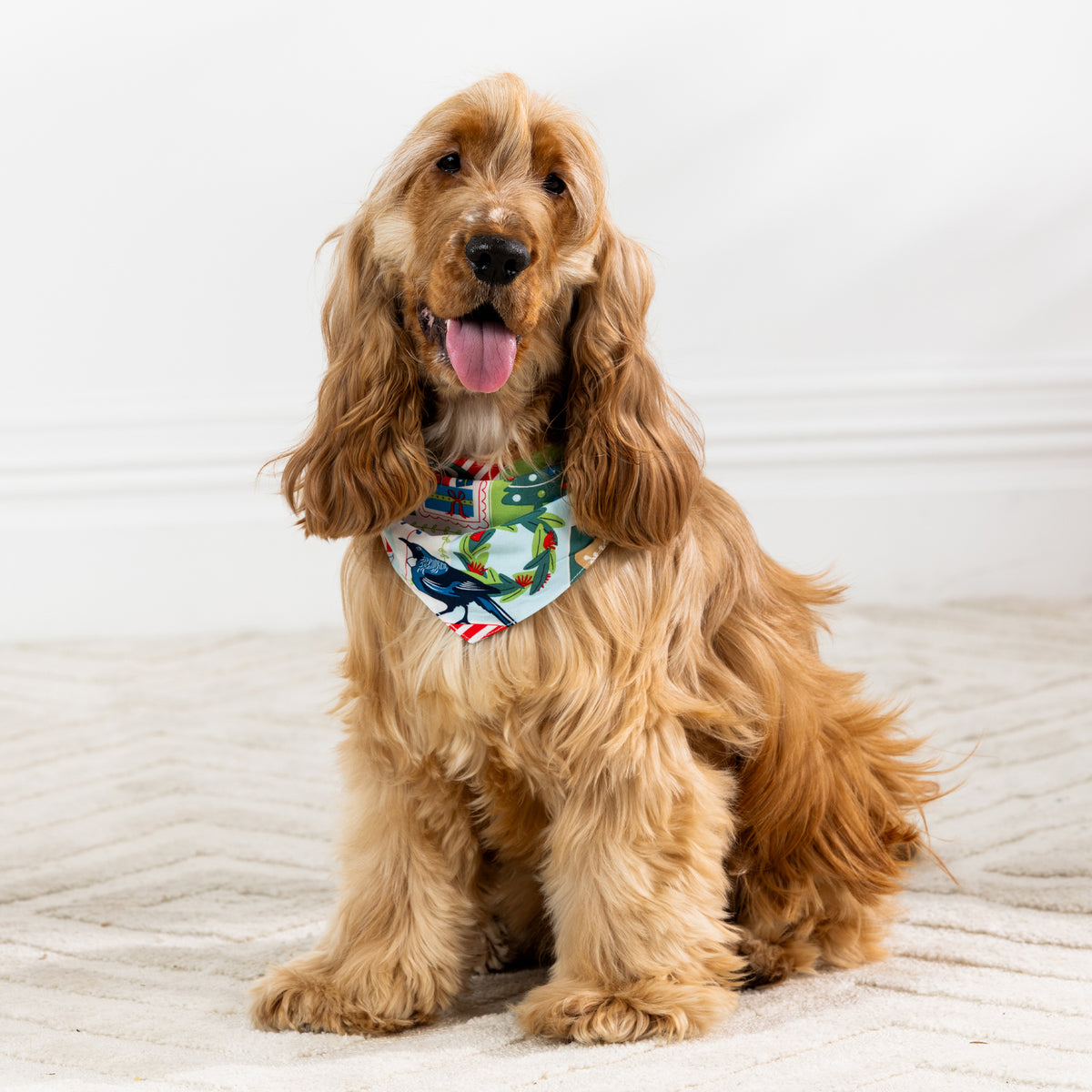 Golden long-haired dog sitting and wearing the white Christmas Wishes tui print dog bandana.