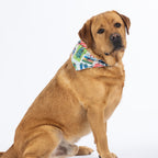 Golden dog sitting against a white background wearing the white Christmas Wishes Xmas Tui Dog Bandana.