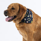 Golden dog modelling the navy Christmas dog bandana against a white background.