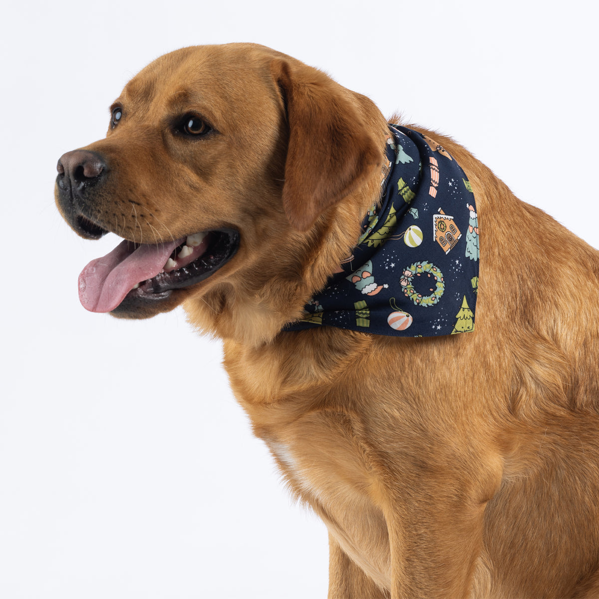 Golden dog modelling the navy Christmas dog bandana against a white background.