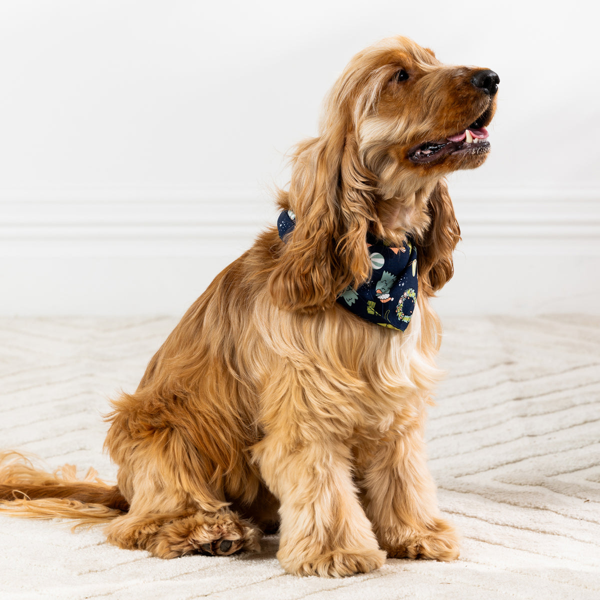 Golden long-haired dog sitting and wearing the navy festive dog bandana.