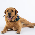 Golden dog lying down while wearing the navy Christmas Wishes dog bandana.