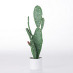 Everlasting Angel Cactus 60cm