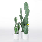 Everlasting Angel Cactus 60cm