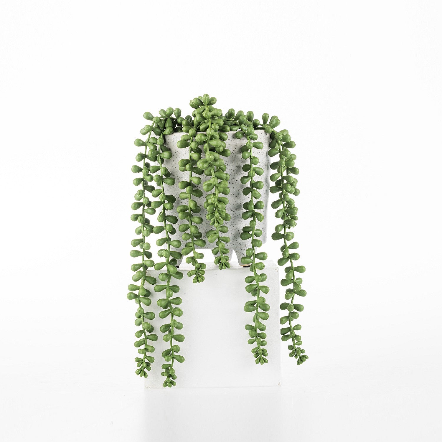 Everlasting Potted Strand Of Beads