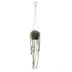 Everlasting Strands In Hanging Pot