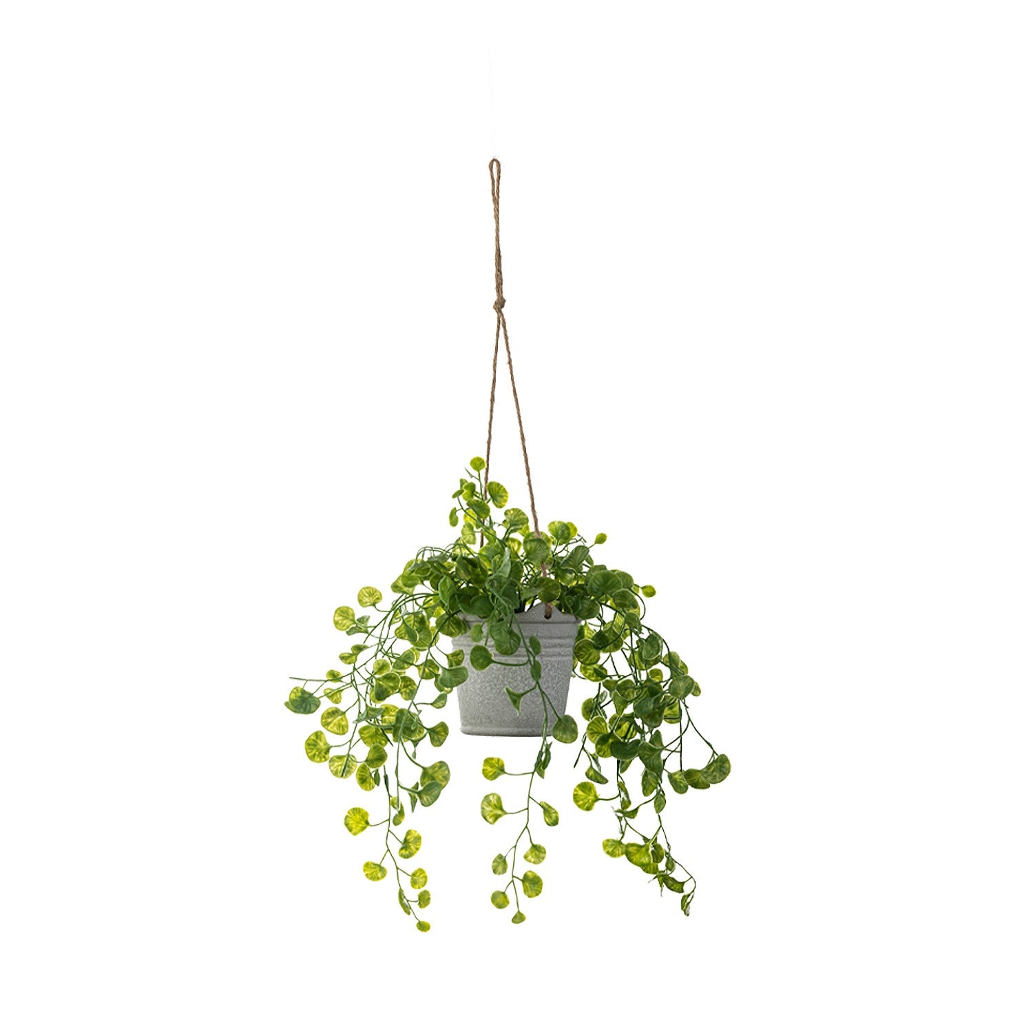 Everlasting Potted Hanging Vine