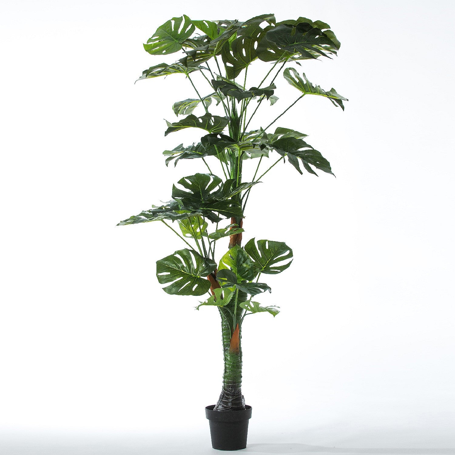 Everlasting Taya Monstera Tree 170cm