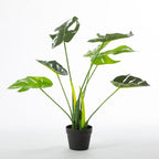 Everlasting Taya Monstera Plant 70cm
