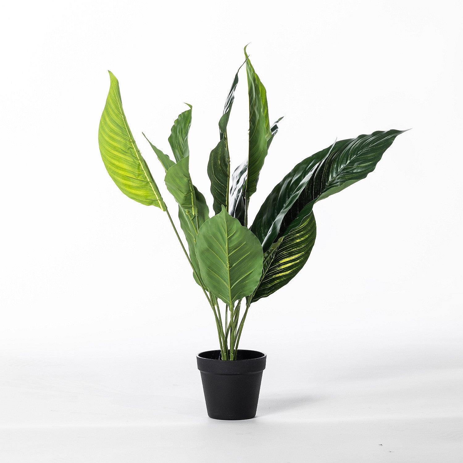Everlasting Taya Peace Lily 55cm