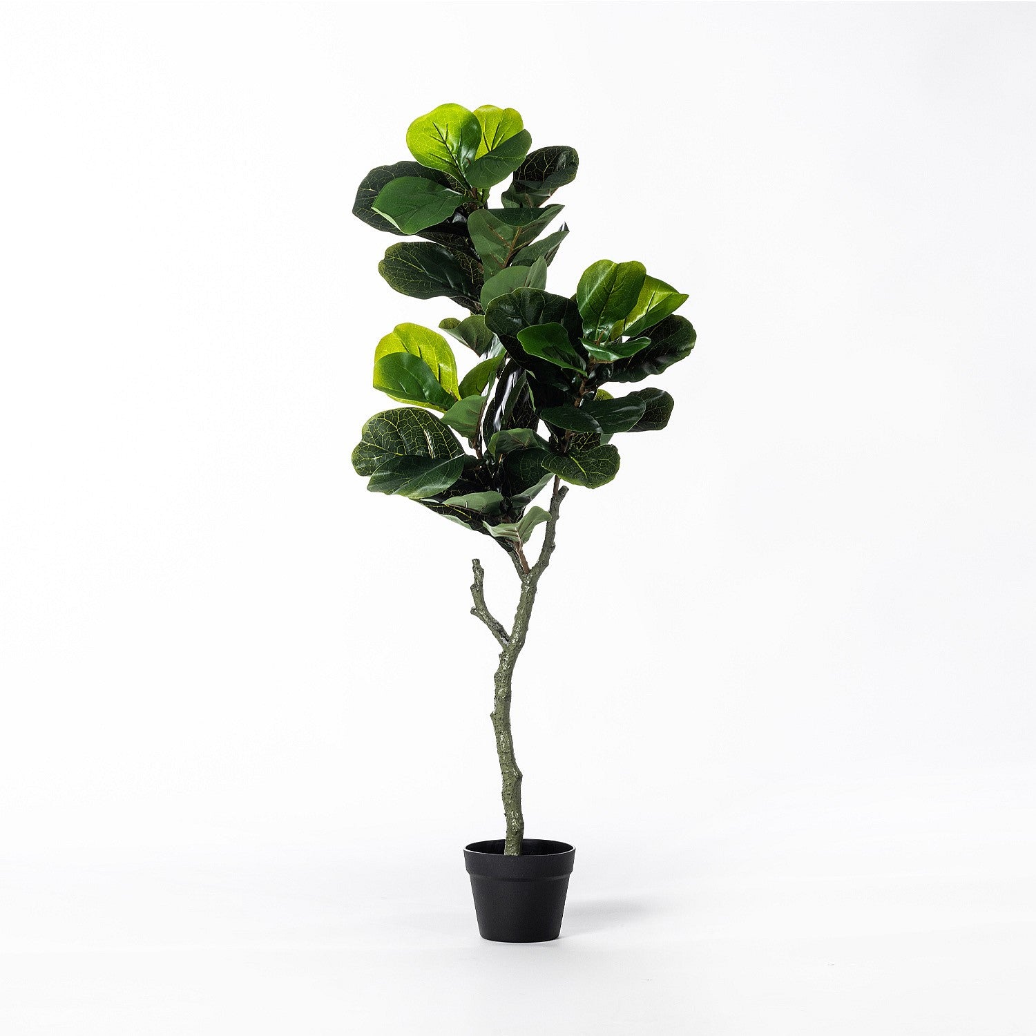Everlasting Taya Fiddle Tree 110cm