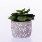 Everlasting Green Succulent in Grey Pot