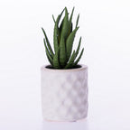 Everlasting Grass Succulent In Pot
