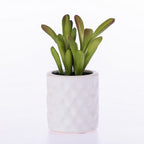 Everlasting Rubber Succulent In White Pot