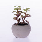 Everlasting Succulent In Grey Pot