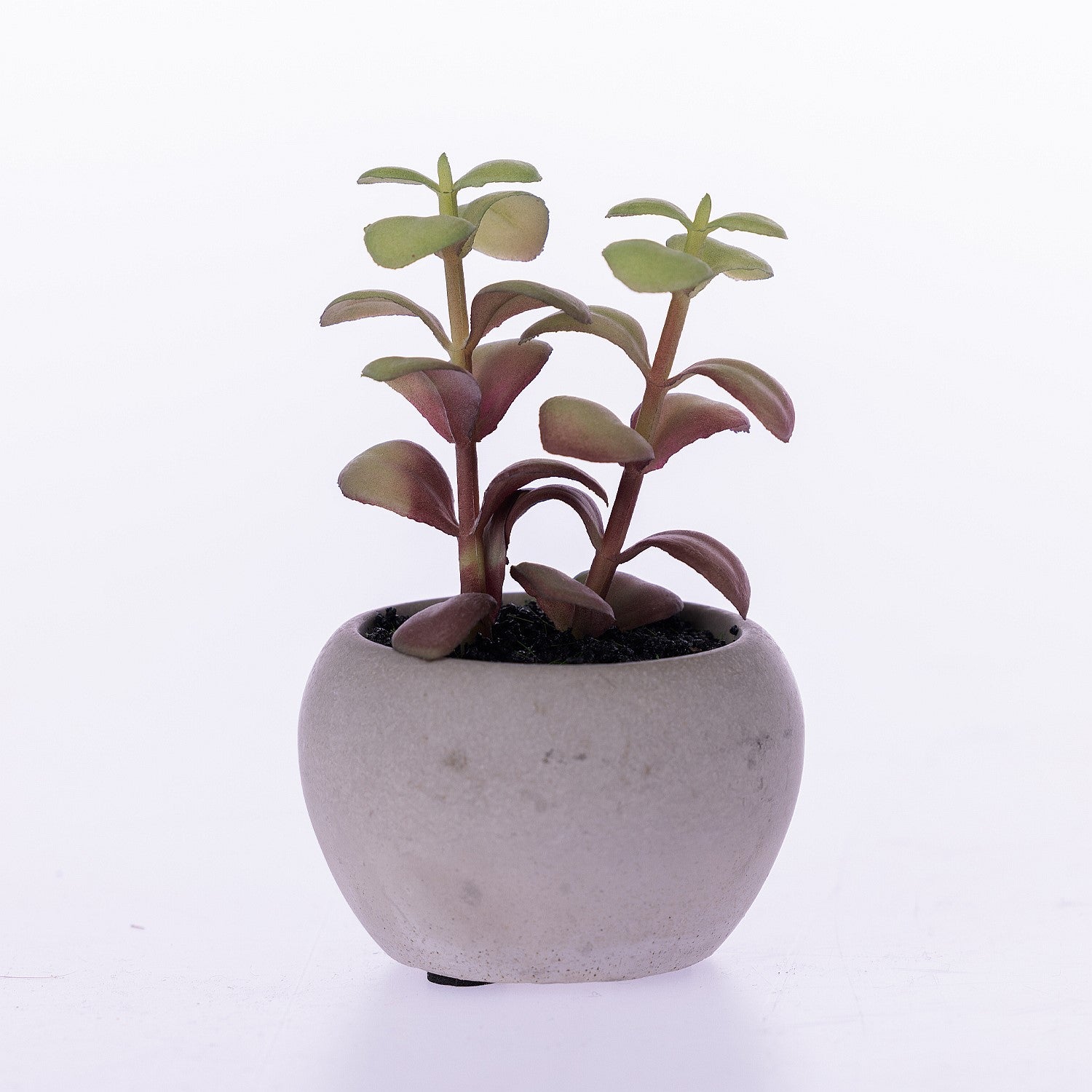Everlasting Succulent In Grey Pot