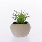 Everlasting Grass Succulent In Pot