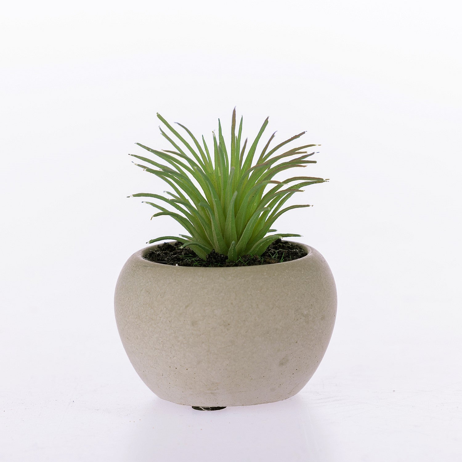 Everlasting Grass Succulent In Pot