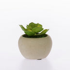 Everlasting Forest Succulent In Pot