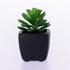 Everlasting Green Succulent In Black Pot