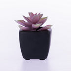 Everlasting Rose Succulent In Black Pot