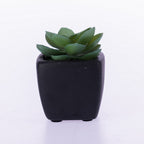 Everlasting Green Succulent In Black Pot