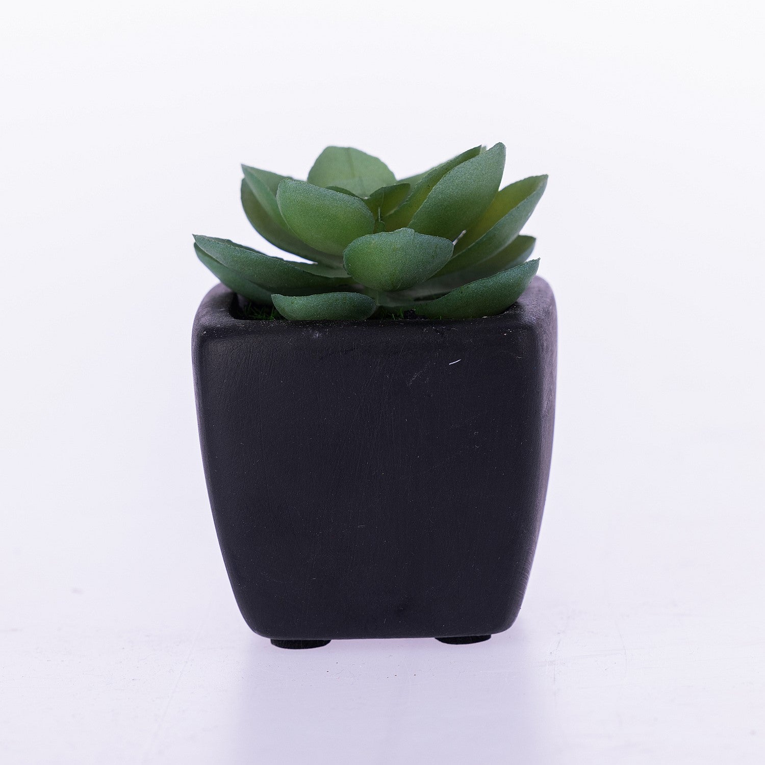 Everlasting Green Succulent In Black Pot
