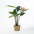 Everlasting Potted Paradise Bird 120cm
