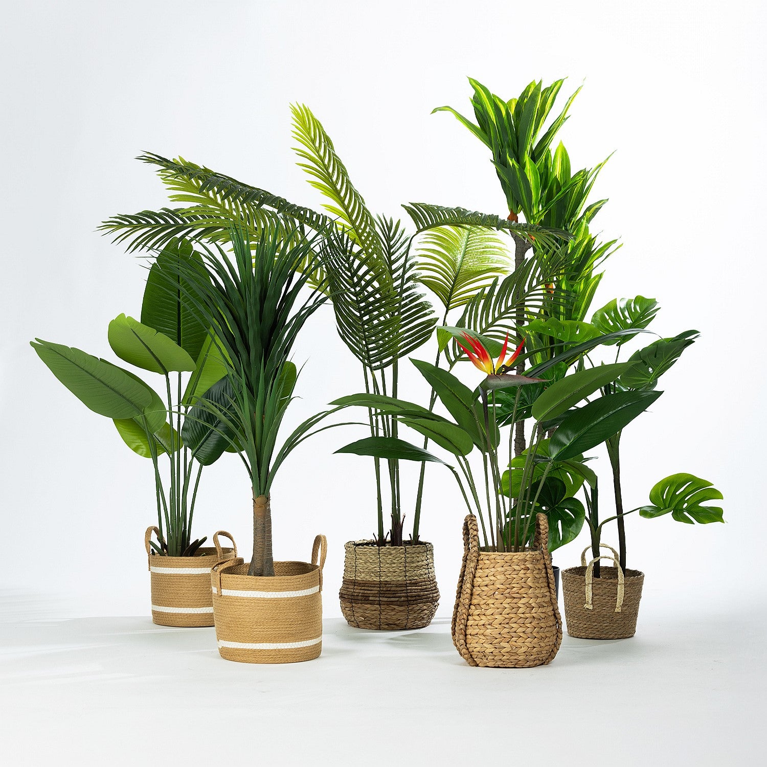 Everlasting Potted Paradise Bird 120cm