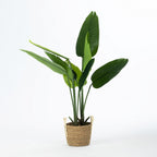 Everlasting Potted Traveller's Banana Tree 115cm