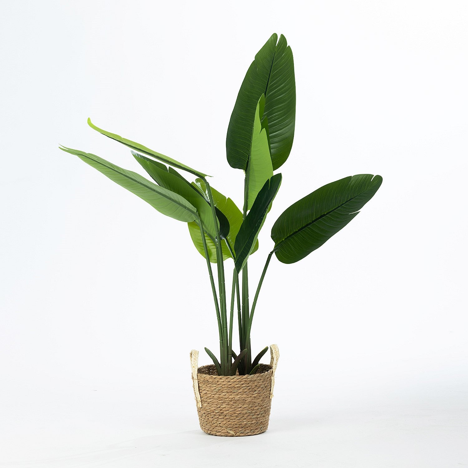 Everlasting Potted Traveller's Banana Tree 115cm