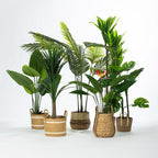 Everlasting Potted Traveller's Banana Tree 115cm