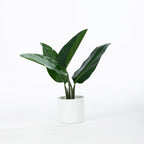 Everlasting Potted Traveller Banana Plant 50cm