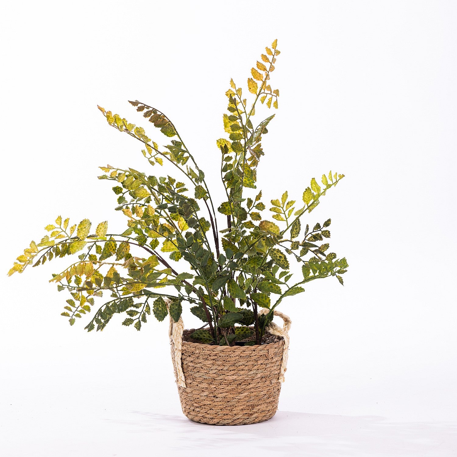 Everlasting Mentha Plant 64cm