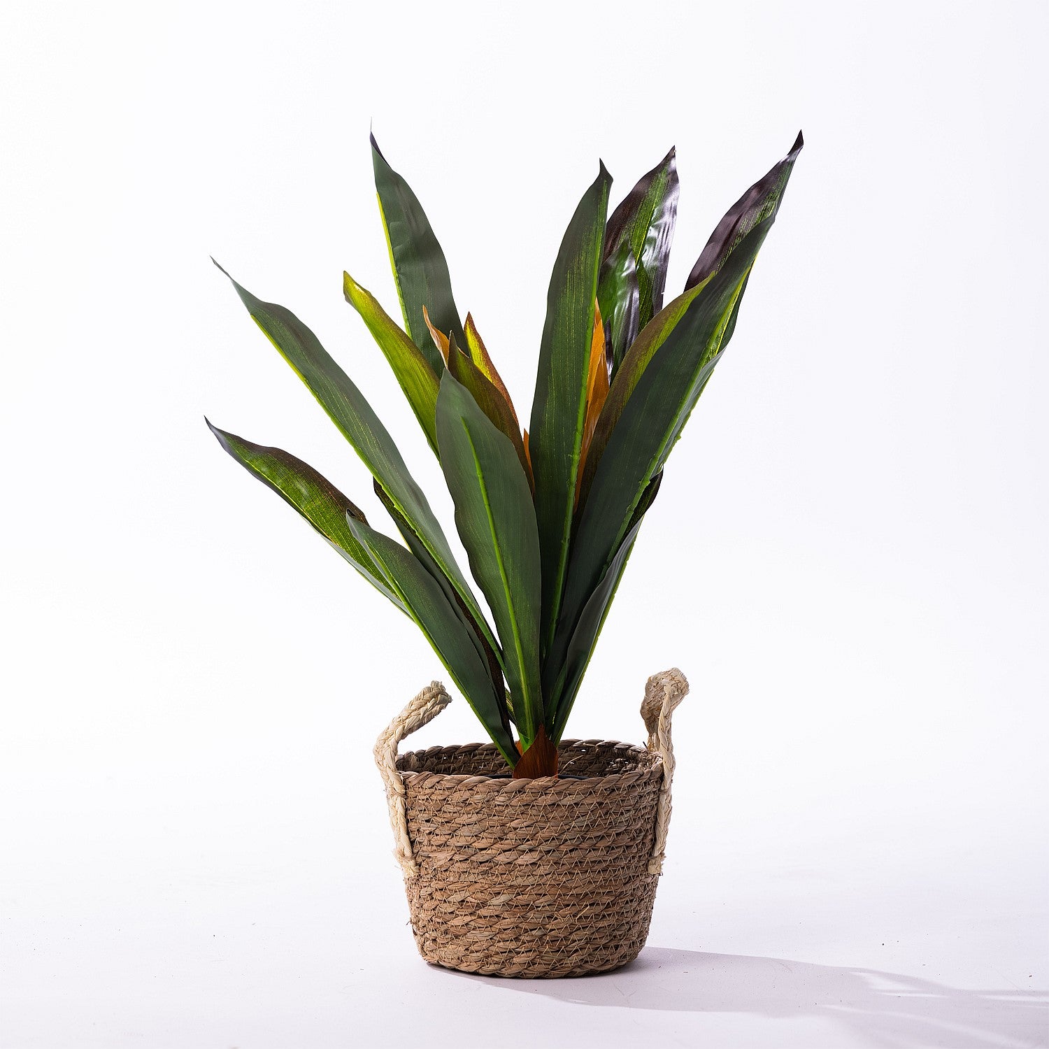 Everlasting Dracaena 45cm