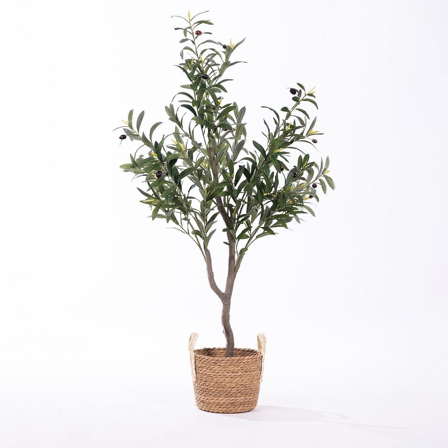 Everlasting Olive Tree 120cm