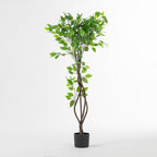 Everlasting Ficus Tree 120cm