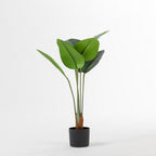 Everlasting Traveller's Banana Plant 90cm